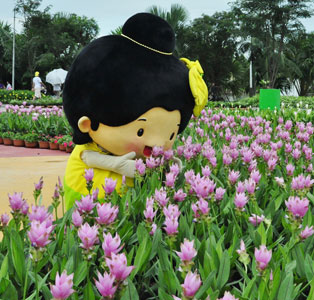 Curcuma: Siam Tulip Festival 2013 in the Royal Park Rajapruek