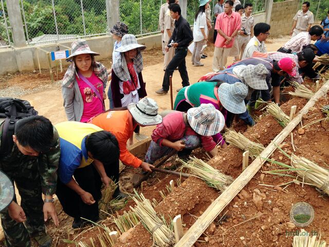 กิจกรรมปลูกป่า หญ้าแฝก ณ โครงการขยายผลโครงการหลวงวาวี